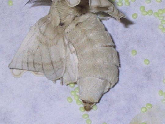 silkworm moth female