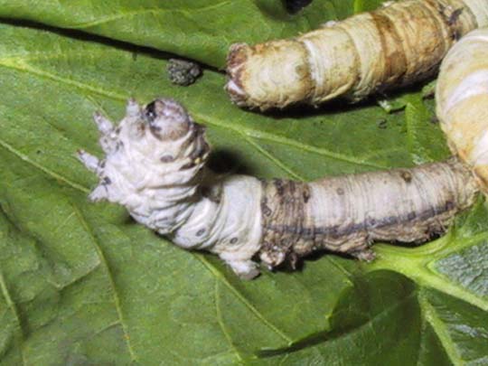 Silkworm Bombyx Mori)  Papillon de nuit, Insectes, Papillon